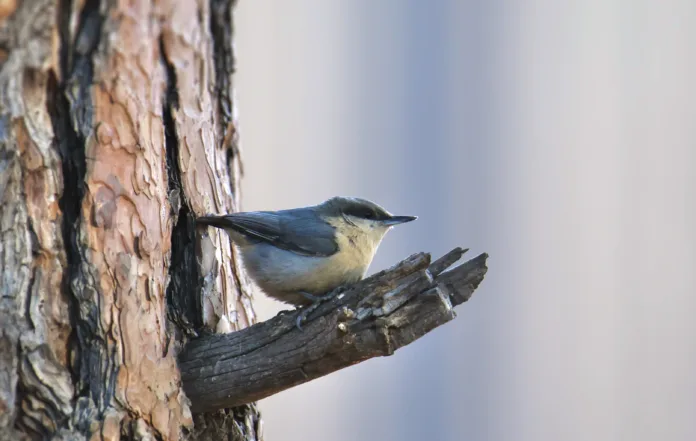 Pygmy Nuthatch (sitta pygmaea) perched on a small branch where it joins a big tree trunk