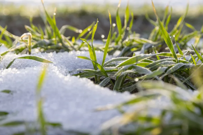 snow-covered green wheat sprouts, winter wheat during snowmelt during thaw