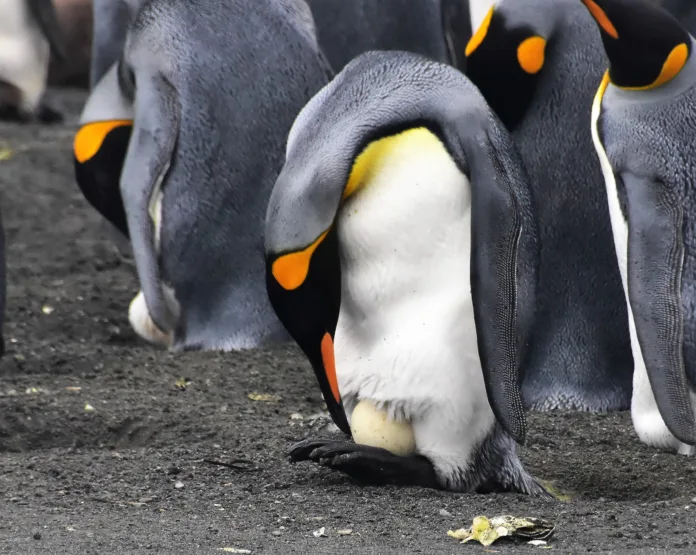 South Georgia - March 12, 2022. The image shows king penguins, one with an egg on the beach. Although they live mainly in the water, penguins come ashore every year to breed and look after their young. During the main breeding season, this beach will be a carpet of penguins. Penguins incubate their eggs under a skirt, seen here.