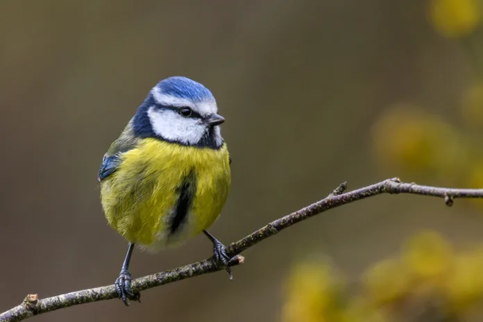 Springtime blue tit (Cyanistes caeruleus) perched on a twig in front of yellow flowers. Portrait with copy space. Devon, UK, March.