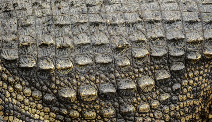 The background of the crocodile skin is dark black. The pattern on the crocodile skin is sharp and the skin is highly detailed.