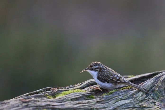 Treecreeper (Certhia familiaris) searching for food in a forest in the Highlands of Scotland.