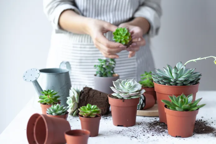 Young girl is planting green echeveria succulent. Concept of home gardening, house plants, hobby, leisure. DIY garden, handmade natural gift. White background, close up.